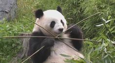 Berlínskou zoo čeká velká událost. Blíží se narození pandích dvojčat