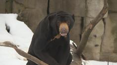 Zvířata kvůli zavřeným zoologickým zahradám strádají. Chybí jim lidi