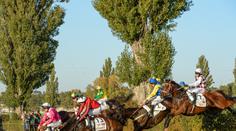 Velkou pardubickou opanoval Theophilos, obhájce spadl na Taxisu