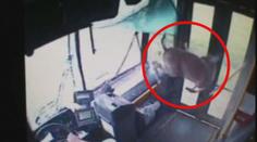 Srna vletěla oknem do autobusu, bez zranění vystoupila dveřmi! VIDEO