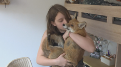 Rodina si pořídila lišku jako mazlíčka. Nejdřív na chov dostala povolení, teď má problém