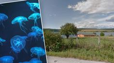 Na Slovensku jsou medúzy. Při plavání se lidem dostávají mezi zuby