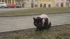 Česko jde na ruku majitelům psů. Mohou s nimi do kina, lázní nebo kaváren