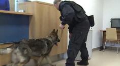 Podezřelé z loupeže šperků "udal" policejní pes. Svou vinu popřeli