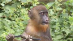 Opičí království: V ostravské zoo se narodilo mládě mandrila
