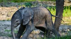 Poklad mezi mláďaty. Zoo Zlín ukázala první fotky afrického slůněte