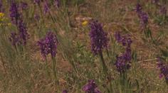 Znojmo zažívá unikátní podívanou. Na Cínové hoře vykvetly tisíce orchidejí