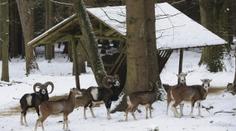 Zima neřekla poslední slovo! Vidíme to na chování zvěře, řekl myslivec