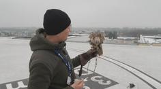 Na heliport pardubické nemocnice dohlíží dravci. Pomáhají vyhnat holuby