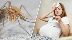 Mohou virus zika přenášet běžní komáři? Vědci mají konečně jasno