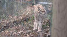 Z jihlavské zoo uprchl rys. Ošetřovatelům se ho nedaří odchytit
