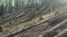 Firma nezabránila šíření kůrovce. Dostala pokutu 140 tisíc!