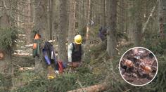 Stop další kůrovcové kalamitě. Ministerstvo rozšiřuje červené zóny