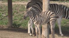 V zoo v Jihlavě se narodily vzácné zebry. Patří mezi ohrožené druhy