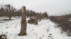 Pěstování jablek v Česku nejspíš skončí. Ovocnářům se totiž nevyplatí