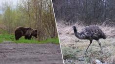 Pštrosice na Břeclavsku utekla z ohrady! Potuluje se tam i medvěd