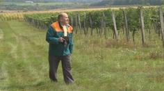 Boj se špačky svádějí vinaři, úrodu celé dny střeží hlídači