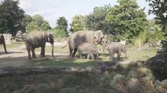 Volný vstup pro ukrajinské uprchlíky do pražské zoo končí. Budou platit běžné ceny