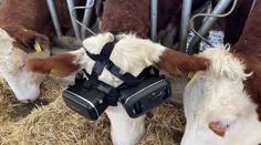 Slunce, seno, realita. Farmář nasadil kravám virtuální brýle, aby lépe dojily