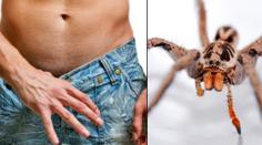 Žena má dům plný pavouků! Muži mají po kousnutí 4 hodiny erekci