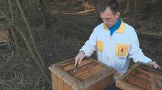 Včelám hrozí vážné nebezpečí. Mnoho včelstev může v příštích týdnech uhynout