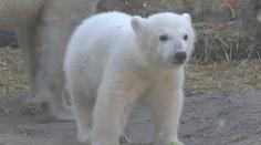Německá zoo pojmenovala mládě ledního medvěda. Vybírala z 30 000 návrhů