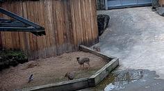 Nezvaná návštěva v pražské zoo. Nejmenší antilopy světa si s ní hravě poradily