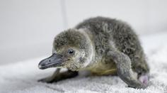 V pražské zoo se narodil malý tučňák Humboldtův, zatím se schovává