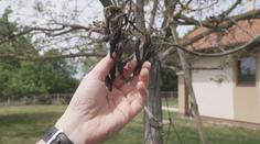 Mrazy zničily i úrodu ořechů. Promítne se to do cen cukroví