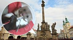 VIDEO: Kuna překousala kabely, Hradec zůstal bez proudu!
