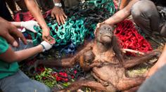 Vyhnal je oheň: Orangutanku s mládětem skoro dorazili vesničani!