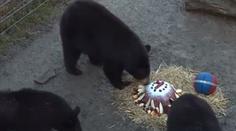 Medvíďata v zoo slavila první narozeniny! Dostala dort a míč