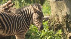 Nový přírůstek v jihlavské zoo: Vzácná zebra porodila mládě