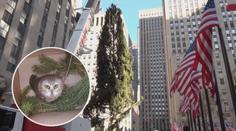 Ve vánočním stromu v New Yorku našli sovu. Ujela za tři dny 270 km