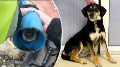 Fenka uvízla hlavou v plastové rouře. Trápení ukončil až veterinář