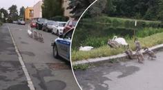 Roztomilost sama: Labutě dostaly policejní doprovod