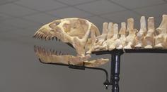 V Česku je k vidění kostra vzácného dinosaura. Sběratel ji dovezl až ze Sahary