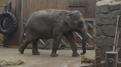 Samec slona z ostravské zoo už se zabydluje ve Francii. Přeprava trvala půl roku