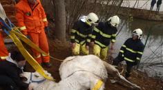 Hasiči vyprošťovali z rybníku velblouda zamotaného do plotu