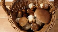 MAPA: Podmínky pro houby jsou nejlepší za poslední roky. Lidé domů nosí plné koše