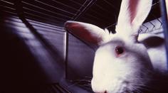 Lidé zuří kvůli týrání zvířat! Našli způsob, jak donutit EU zasáhnout