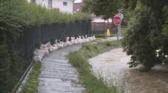 V ČR udeřily silné bouřky s kroupami. Vítr lámal stromy, hrozí i povodně