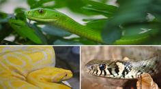 Hadí podzim v Česku! Mamba, užovka a krajta způsobily manévry