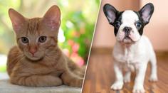 Veterináři: Tyhle úrazy hrozí v létě zvířatům. Jak je ochránit?