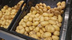 Ceny brambor půjdou nahoru. Zemědělce trápí sucho i válka na Ukrajině