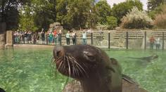 České zoo hlásí obrovský zájem, v Děčíně padl návštěvnický rekord
