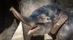 Podpořte zvířátka z pražské zoo a kupte si Vstupenku na lepší časy!
