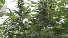 Legalizace konopí může přinést miliardy do rozpočtu. Lidovci jsou proti