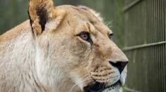 Drama se smutným koncem: Lvici v zoo po útěku zastřelili!
