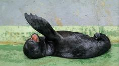 Radost v pražské zoo. Narodilo se tam vzácné mládě